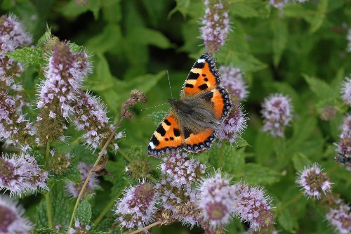 Image shows a butterfly on a flowering mint plant